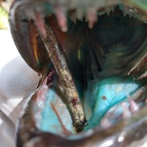 Meet your Posher, William